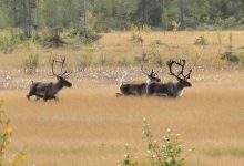 Photo of Ортодонтия: когда начинать лечение