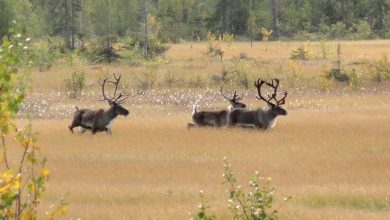 Photo of Ортодонтия: когда начинать лечение