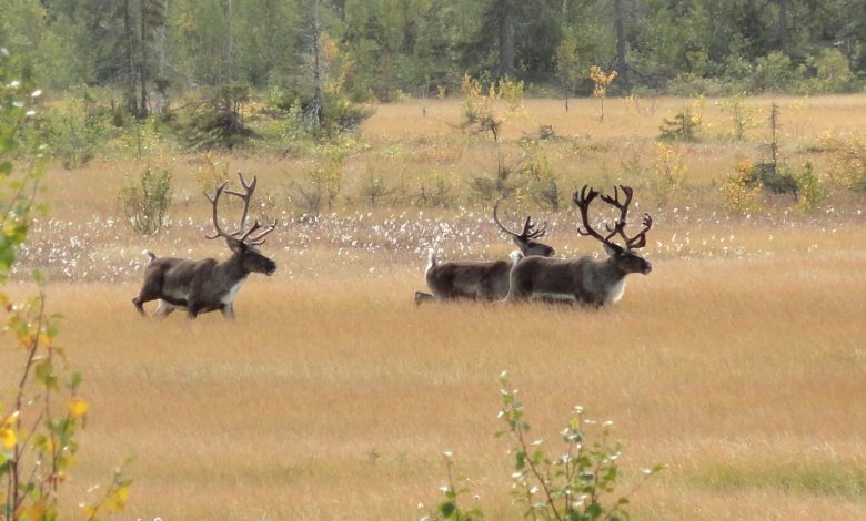 Photo of Ортодонтия: когда начинать лечение
